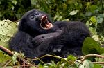 a yawning female Gorilla
