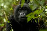 the Mountain Gorilla