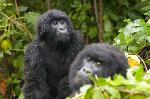 the Mountain Gorilla (Gorilla Gorilla Beringei)