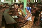 women selecting tobacco leaves in a cigar factory, Vinales