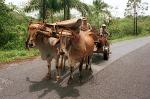 a bullock cart