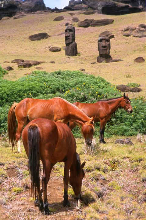 horses grazing near the Moai statues