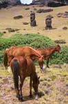 horses grazing near the Moai statues