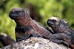 Galapagos Islands