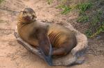 pretty me, Fur Seal (Arctocephalus galapagoensis)