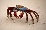 Sally Lightfoot Crab (Grapsus grapsus)