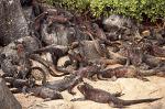 cosy Marine Iguanas (Amblyrhynchus cristatus)