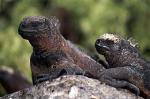 Marine Iguanas (Amblyrhynchus cristatus)