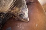 puppy Fur Seal (Callorhinus ursinus)