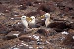 resting Albatrosses (Diomedea melanophris)