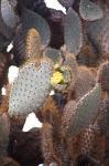 Prickly Pear Cactus (Opuntia)