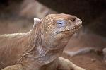 Santa Fe Land Iguana (Conolophus pallidus)