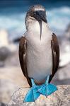 Blue-footed Booby (Sula nebouxii)