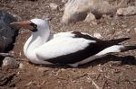 Masked Booby (Sula dactylatra)