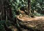 Devil's Islands, Ile St. Joseph ruins