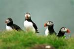 breeding nest of puffins