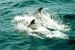 dolphins during whale watching safari in Husavik