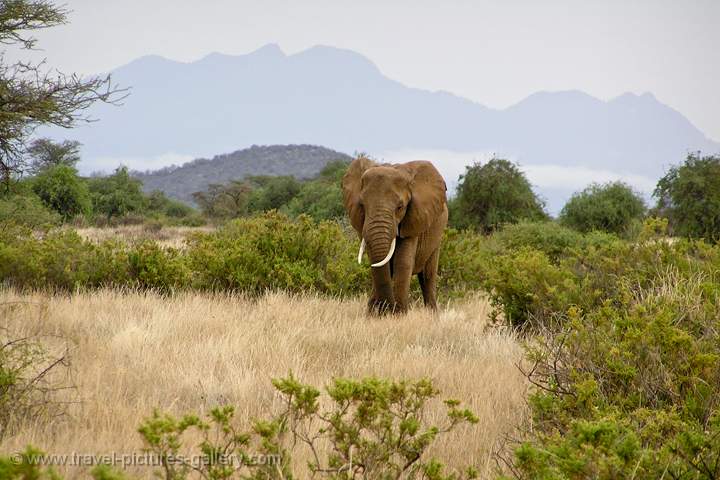 a tusker, male elephant, Samburu National Park scenery