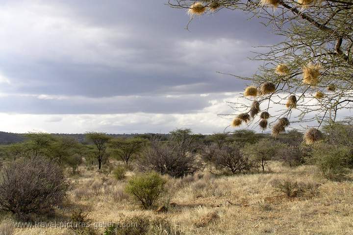 safari in Samburu National Park