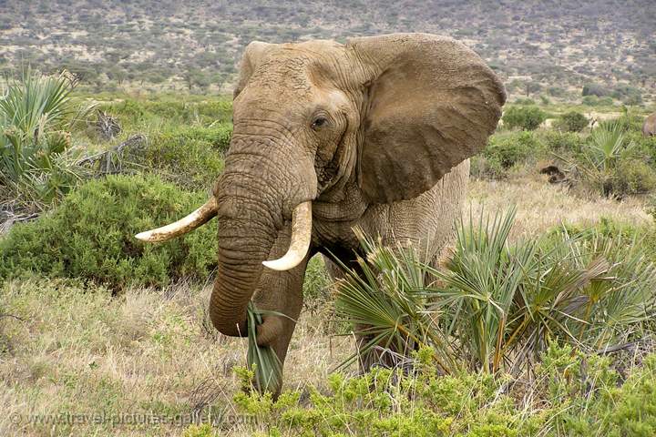 elephant, tusker, in Samburu N.P.