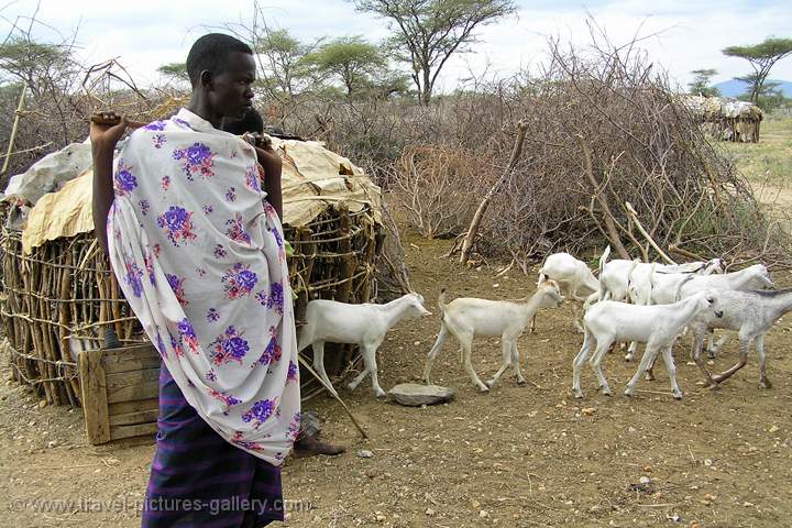 Masai with a herd of goats, Samburu N.P.