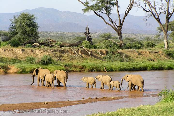 elephants crossing the river, Samburu N.P.