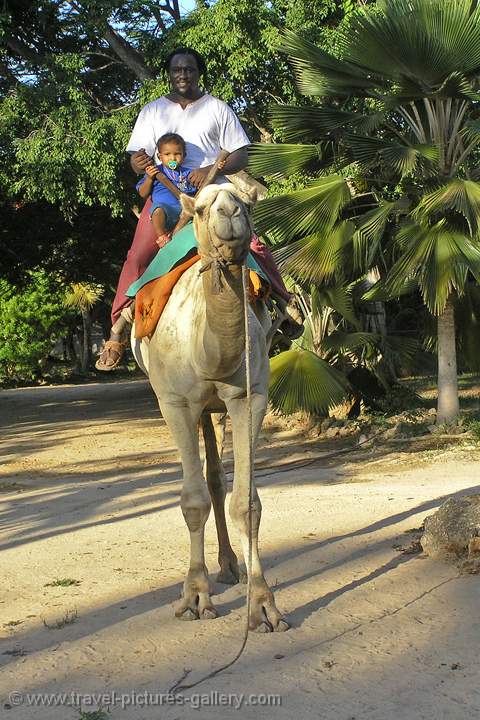 man and child riding a camel, Mombasa