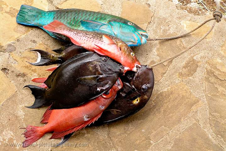 fresh catch at Tiwi Beach