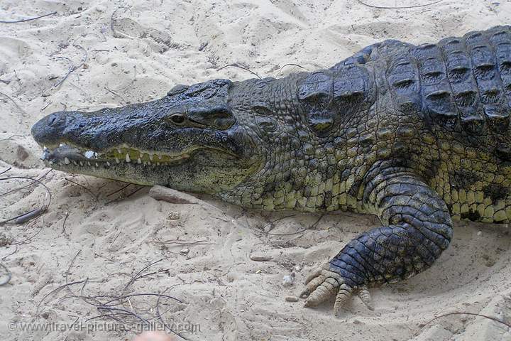 at the Mamba Crocodile Farm, Mombasa