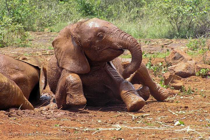 baby elephant having a mud bath, David Sheldrick Trust, Nairobi 