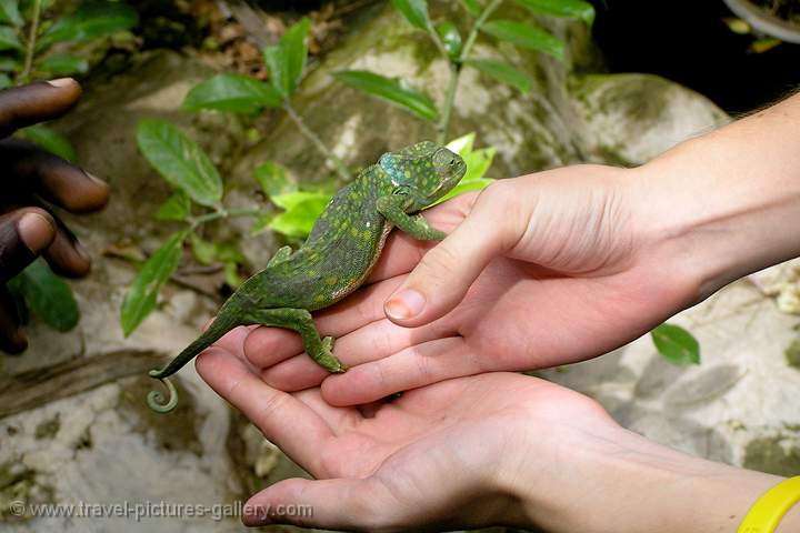 chameleon at Watamu Snake Farm