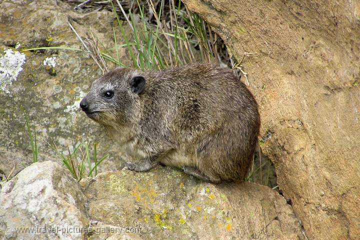 a Rock Hyrax (Procavia capensis), (klipdas in South African)