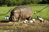 hippo with cranes, Haller Park, Mombasa