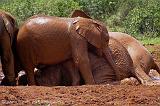 young elephant in the mud, David Sheldrick Trust, Nairobi