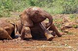 baby elephant having a mud bath, David Sheldrick Trust, Nairobi
