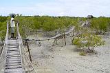 Mida Creek mangrove walk