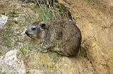 a Rock Hyrax (Procavia capensis), (klipdas in South African)