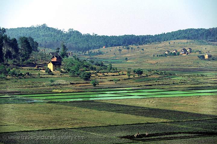 rice fields near Fianarantsoa