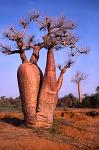Baobab Tree, Ifaty