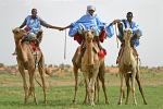 proud men and their camels, Mauritanian desert