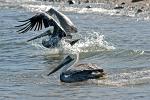 Pelicans, Bahia de los Angeles