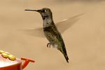 Hummingbird, Bahia de los Angeles