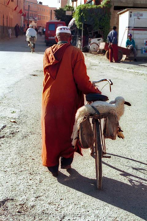 taking a lamb to the market, Essouira