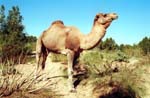 the camel, truck of the Sahara, Essouira