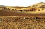 camel caravan passing by, Erg Chebbi (Merzouga)