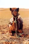 resting camel, Erg Chebbi (Merzouga)