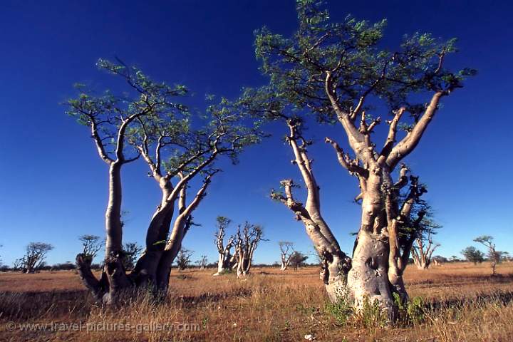 Etosha NP, Sprookieswoud, Moringa Tree