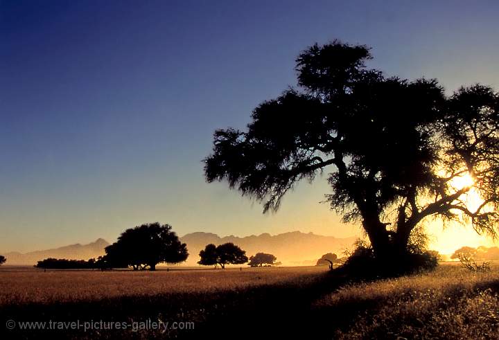 Namib Naukluft NP, Camelthorn Tree