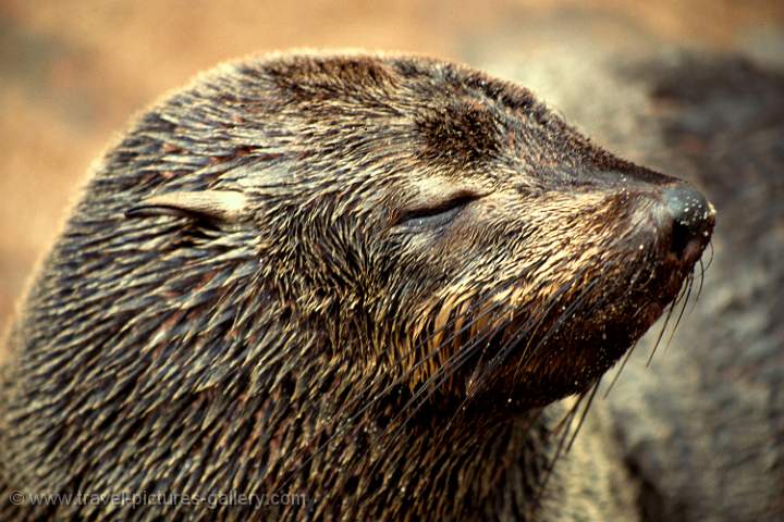 Cape Cross Seal, West Recreational Area