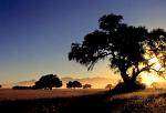 Namib Naukluft NP, Camelthorn Tree